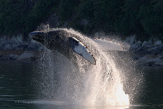跳跃,驼背鲸,大翅鲸属,鲸鱼,特蕾斯,湾,峡湾,靠近,冰河,阿拉斯加,美国,北美