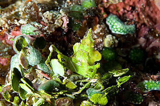 绿色,螃蟹,巴布亚新几内亚