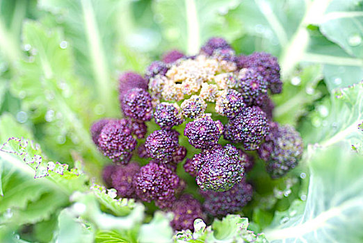 紫色,发芽,花椰菜