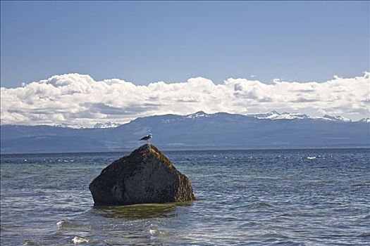 海鸥,岩石上,海洋,不列颠哥伦比亚省,加拿大