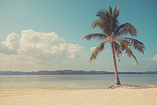 旧式,一个,棕榈树,漂亮,热带沙滩,白沙