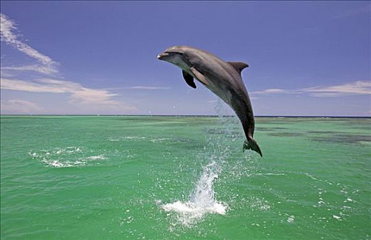 宽吻海豚,跳跃,室外,水,加勒比海,洪都拉斯,中美洲