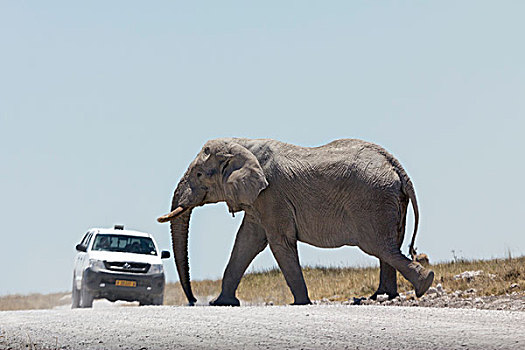 大象,道路,正面,汽车,埃托沙国家公园,纳米比亚,非洲