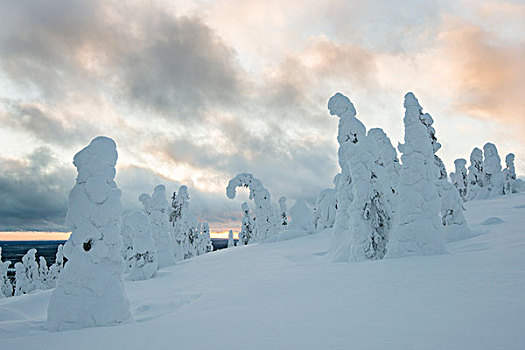 积雪,云杉,冬天,国家公园,拉普兰,芬兰,欧洲