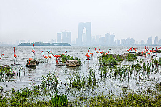 苏州金鸡湖畔城市雕塑---火烈鸟