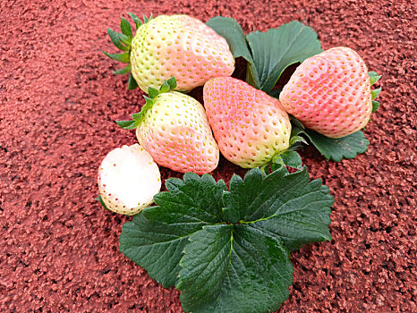 草莓,淡雪白草莓