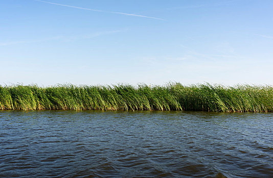 芦苇,堤岸,湖,弗里斯兰省,荷兰