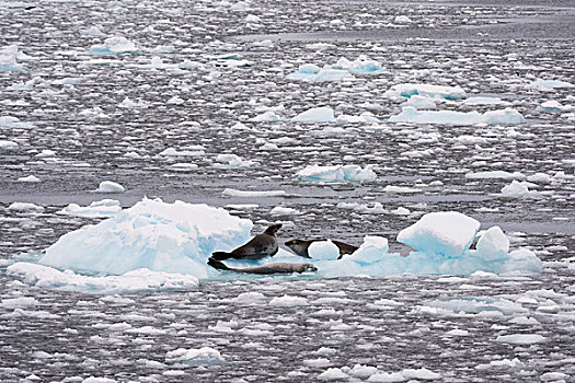 食蝦海豹,雷麦瑞海峡,南极