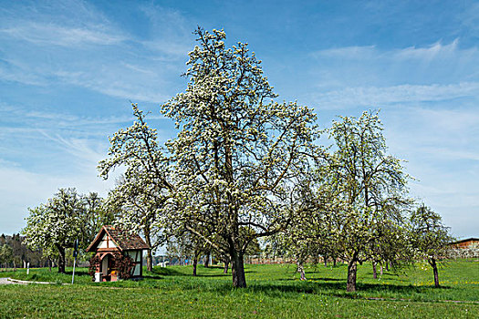 花,果树,春天,康士坦茨湖,区域,巴登符腾堡,德国,欧洲