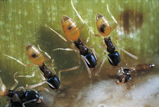 灵异,蚂蚁,三个,全球,入侵种,加拉帕戈斯群岛,厄瓜多尔