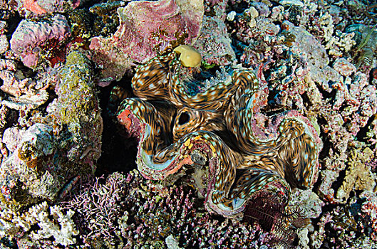 巨蛤,彩虹,礁石,斐济