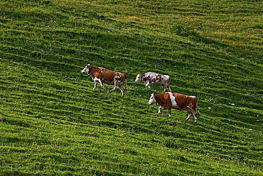 奥地利,提洛尔,三个,母牛,小屋