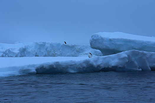 浮冰上的企鹅