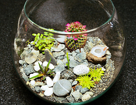 桌面,植物,装饰,花园