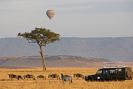 蓝角马,角马,牧群,斑马,旅游,路虎,热气球,马赛马拉,肯尼亚