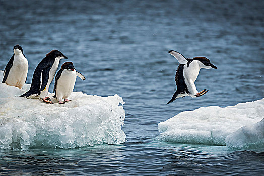 三个,阿德利企鹅,看,跳跃,两个,浮冰,黑色,头部,后背,白色,腹部,南极