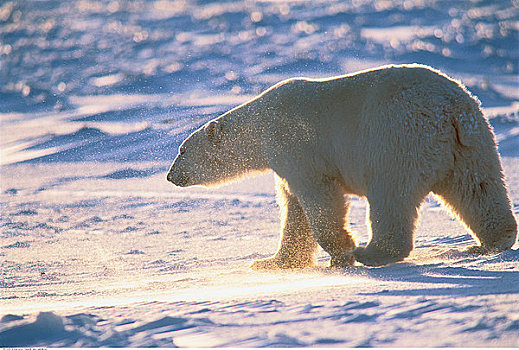 北极熊,哈得逊湾,海岸线,丘吉尔市,曼尼托巴,加拿大