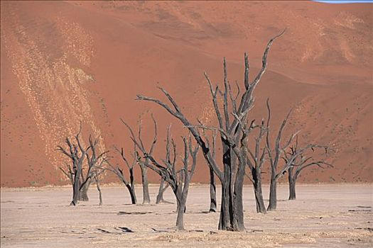 死,刺槐,死亡谷,纳米比亚,非洲