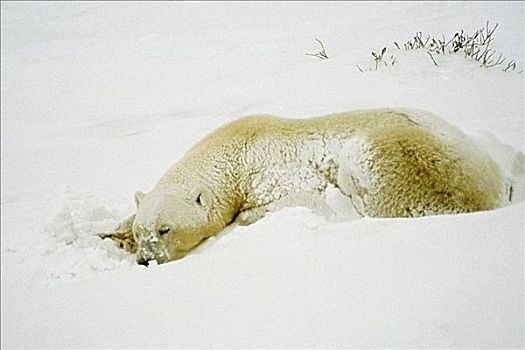 特写,北极熊,睡觉