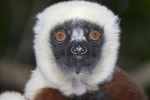马达加斯加狐猴,马达加斯加,非洲