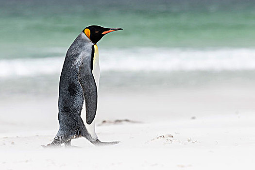 帝企鹅,福克兰群岛,南大西洋