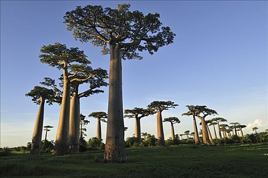 猴面包树,树林,靠近,穆龙达瓦,马达加斯加
