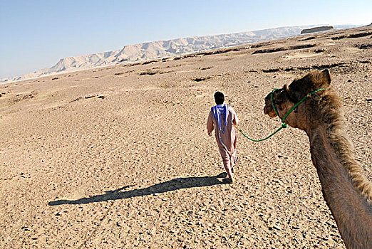 骆驼,引导,阿拉伯骆驼,单峰骆驼,跋涉,达赫拉,绿洲,利比亚沙漠,西部,撒哈拉沙漠,埃及,非洲