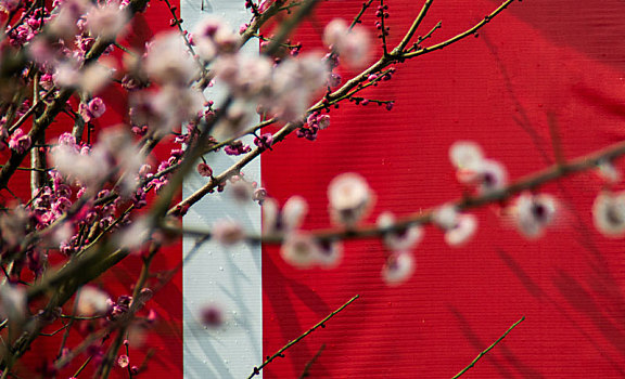 梅花树里的红色布