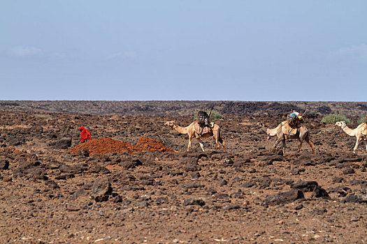 骆驼,驼队,北方,肯尼亚