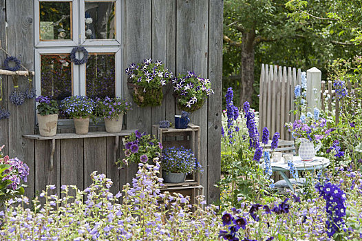 花园,房子,蓝花