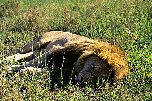 坦桑尼亚,塞伦盖蒂,雄性,狮子,睡觉
