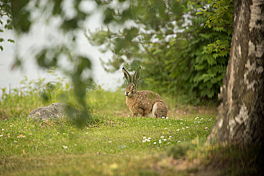 欧洲野兔,坐,草,芬兰
