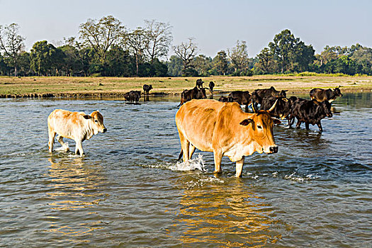 牧群,母牛,浅,河,奇旺,尼泊尔,亚洲