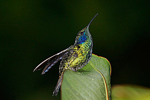 绿紫耳蜂鸟,蜂鸟,展示,哥斯达黎加