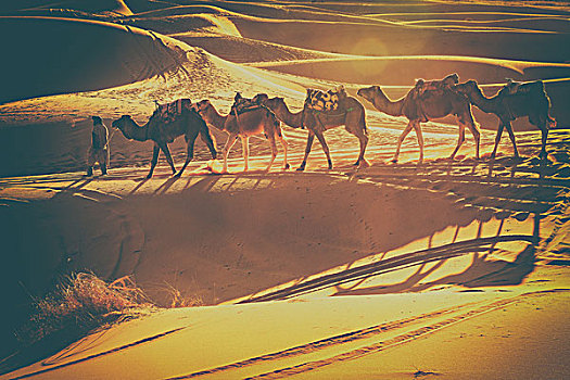 撒哈拉沙漠驼队