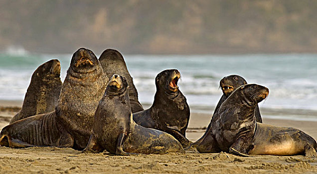 海狮,成年,多,海滩,卡特林斯,南岛,新西兰