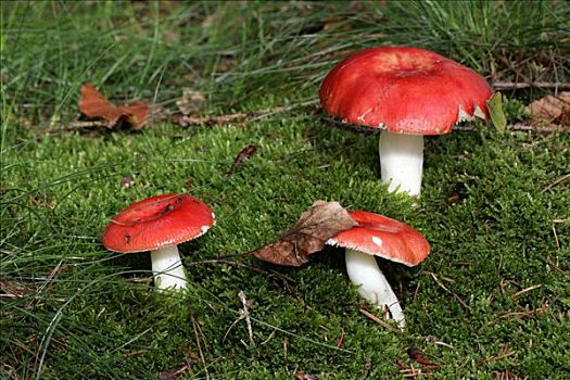红色,蘑菇