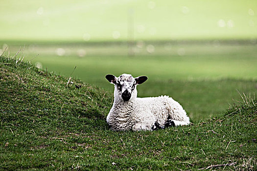 诺森伯兰郡,英格兰,绵羊,坐,一个,草场