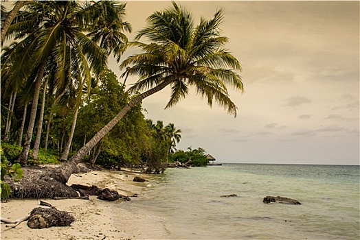 棕榈树,热带沙滩,哥伦比亚,北美