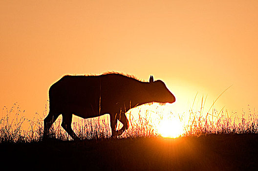 非洲水牛,母牛,日出,肯尼亚,东非