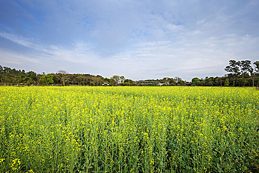 深圳观澜版画基地油菜花