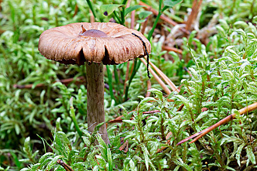 蘑菇,特写,苔藓