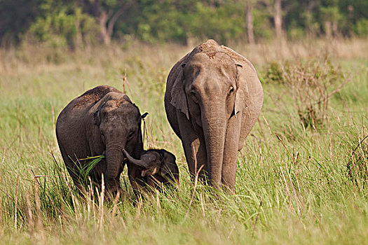 印度,亚洲象,家庭,大草原,国家公园
