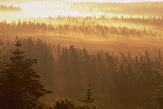雾,日出,靠近,长岛,新斯科舍省,加拿大