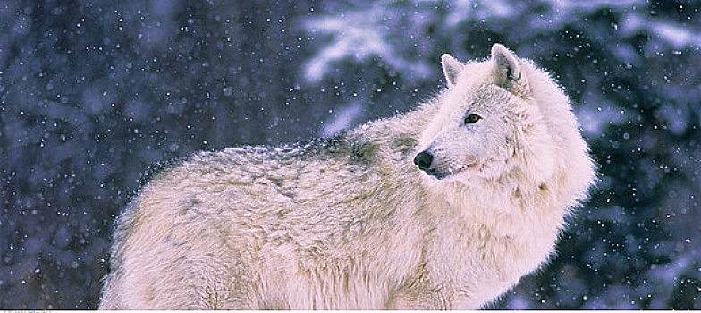 北极狼,冬天