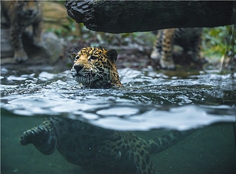 幼兽,美洲虎,游泳,水
