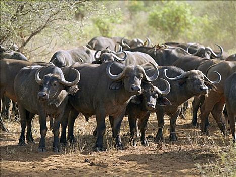 牧群,南非水牛,西察沃国家公园,肯尼亚