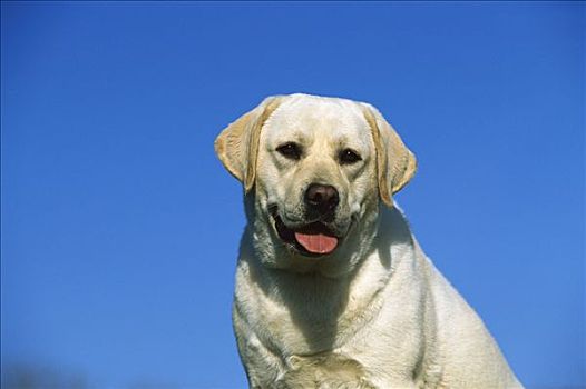 黄色拉布拉多犬,狗,成年,肖像