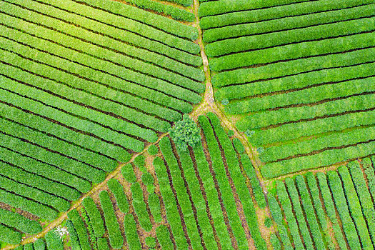 航拍湘西的茶园