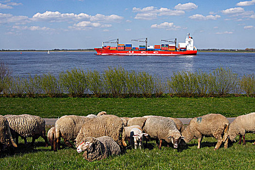 生活,绵羊,母羊,羊羔,堤岸,货柜船,河,陆地,区域,下萨克森,德国